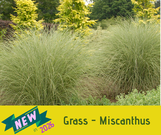 Grass - Miscanthus 'Morning Light'