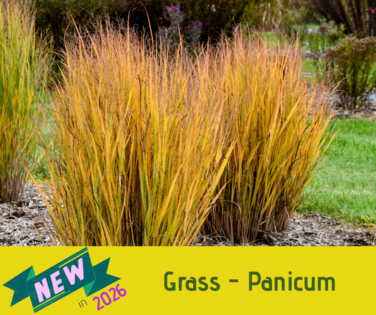 Grass - Panicum Half Pint