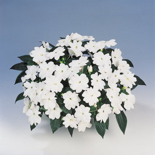 New Guinea Impatiens White (5" orange pot)