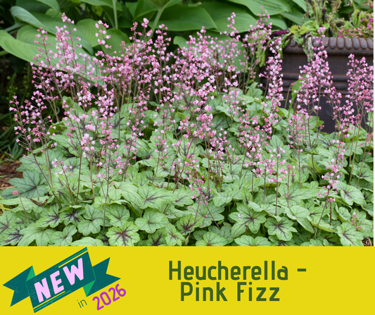 Heucherella - Pink Fizz