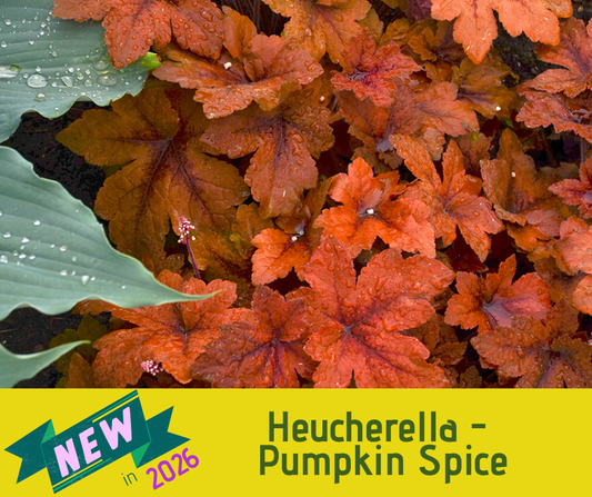 Heucherella - Pumpkin Spice