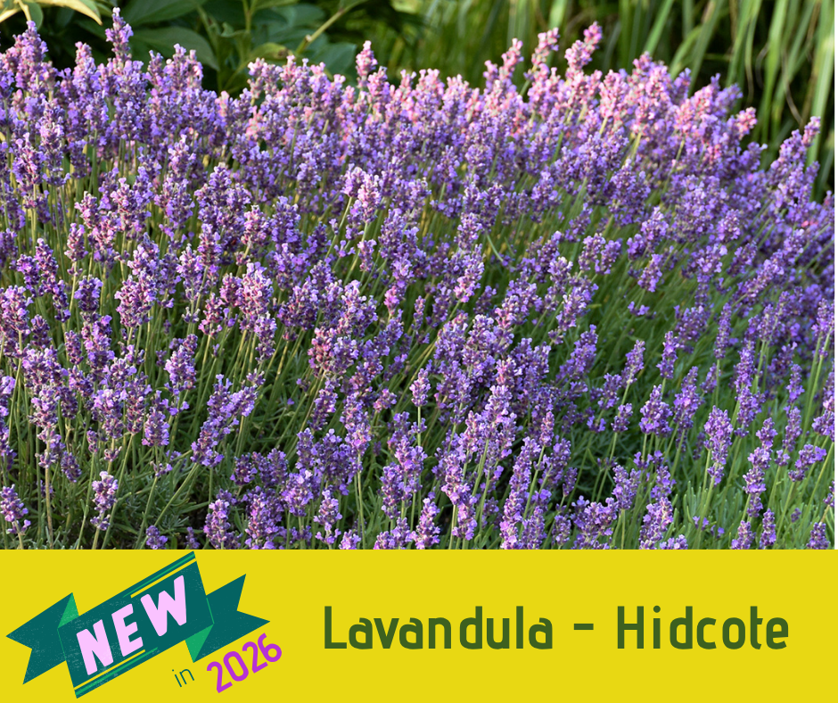 Lavandula - Hidcote