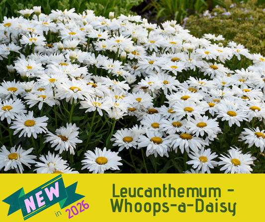 Leucanthemum - Whoops-a-Daisy