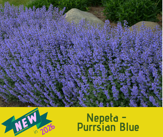 Nepeta - Purrsian Blue