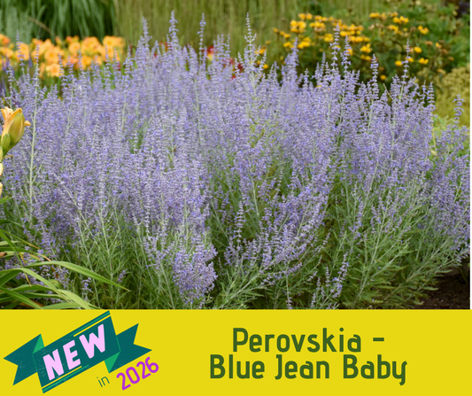Perovskia - Blue Jean Baby