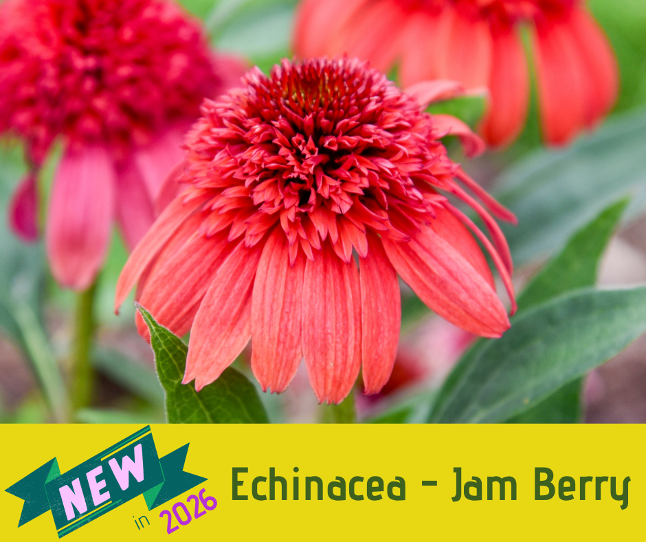 Echinacea - Jam Berry