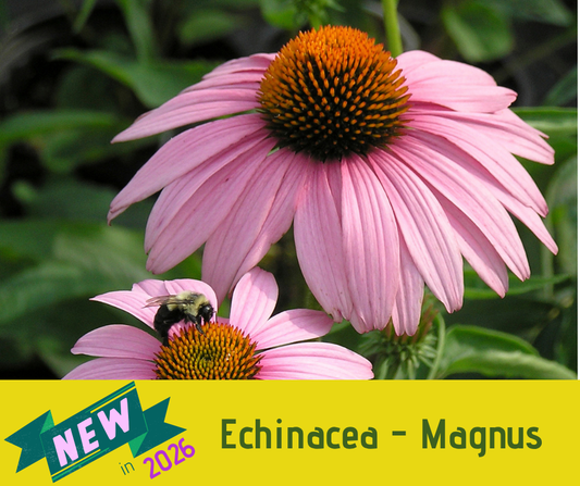 Echinacea - Magnus