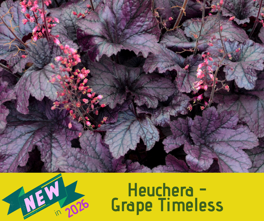 Heuchera - Grape Timeless
