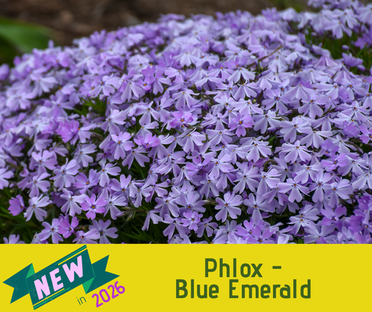 Phlox - Blue Emerald