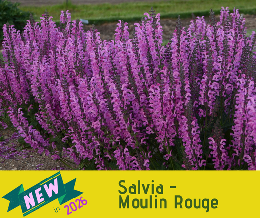 Salvia - Moulin Rouge
