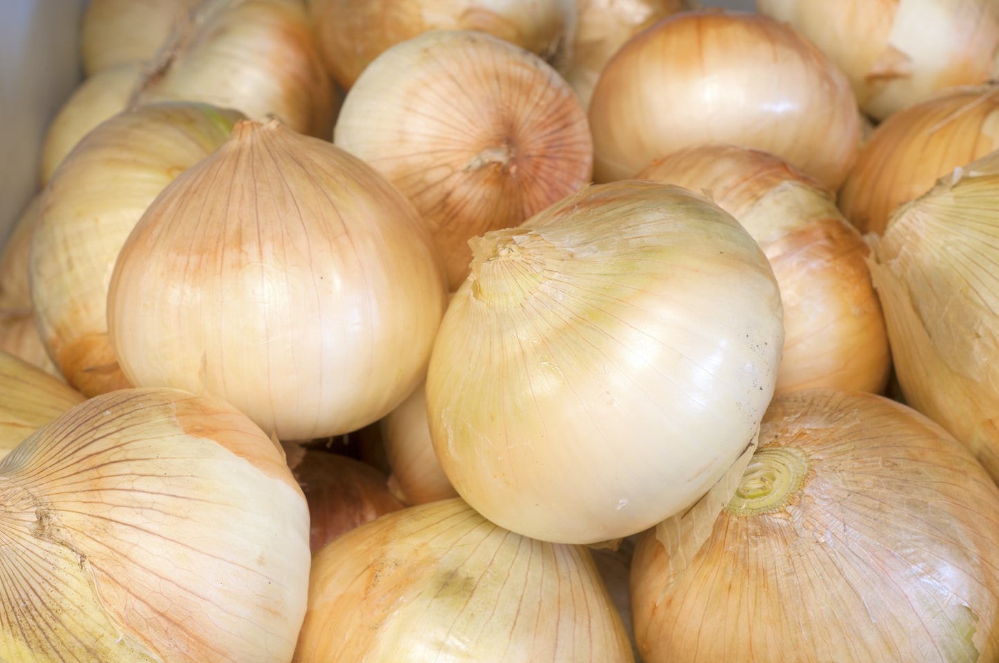 Onion Walla Walla Sweet (6-pack, 12 starts)