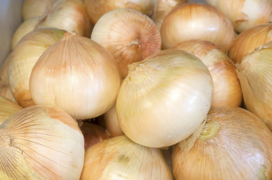 Onion Walla Walla Sweet (6-pack, 12 starts)