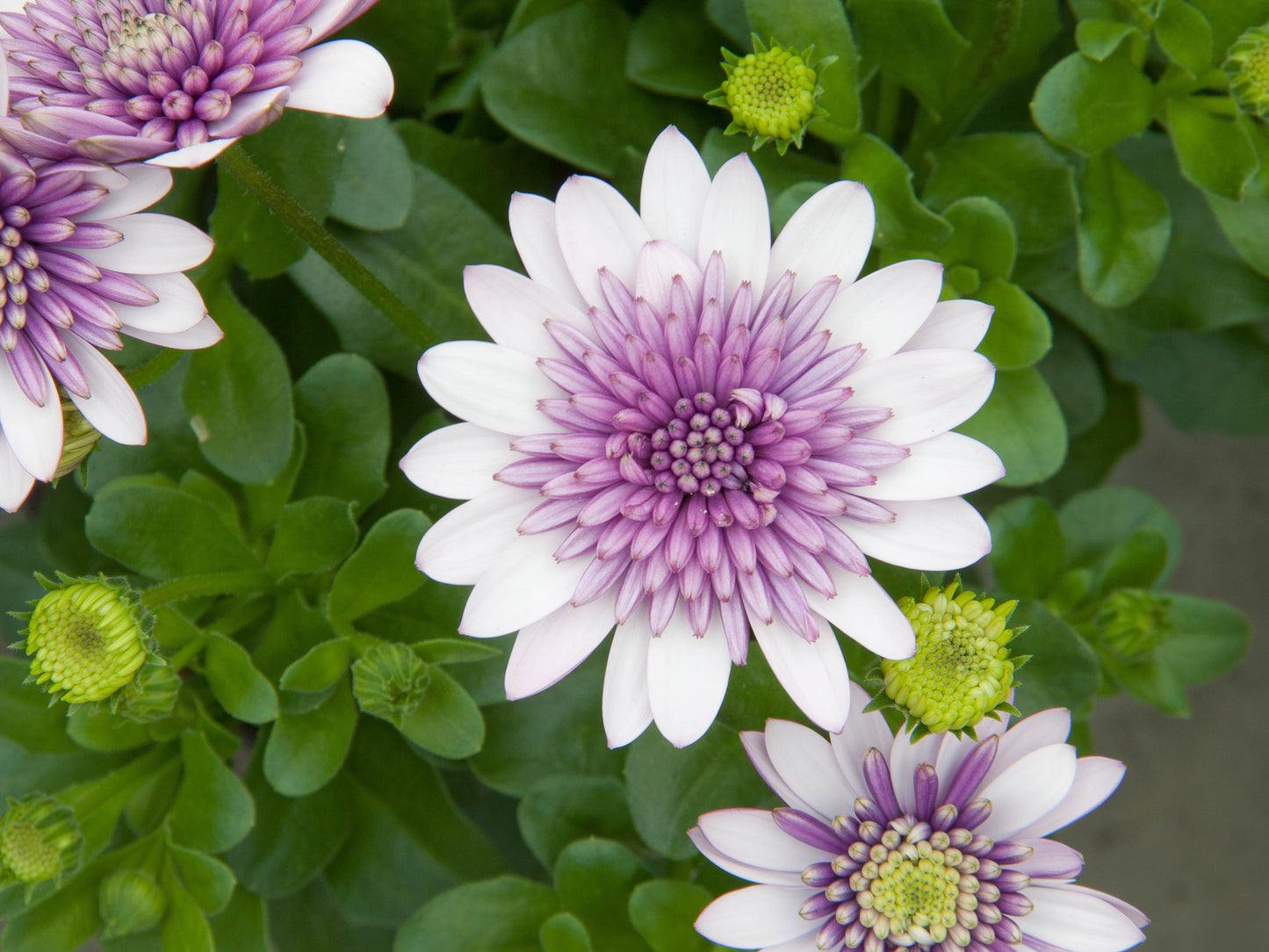 Osteospermum Violet Ice (5" pot)