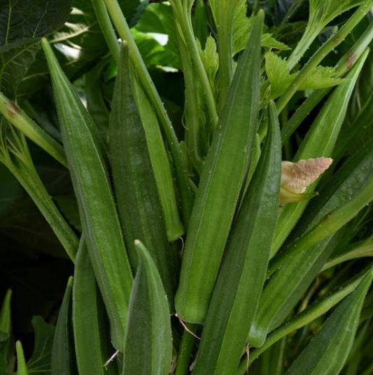 Okra (3-pack)
