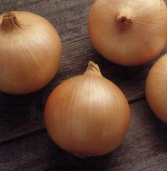 Onion Candy (6-pack, 12 starts)
