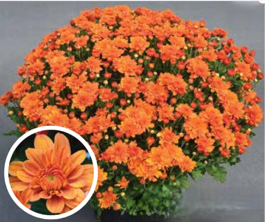 Orange 9" Mum