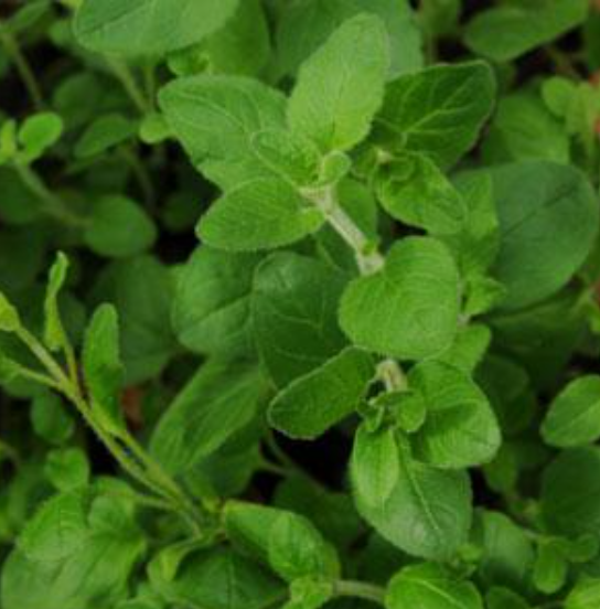 Herb Oregano (3.5" pot)