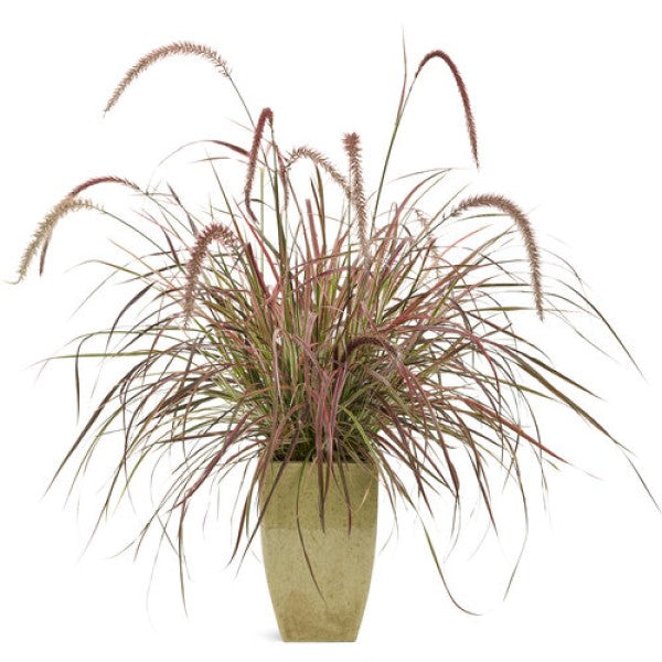 Ornamental Grass Fireworks (6" orange pot)