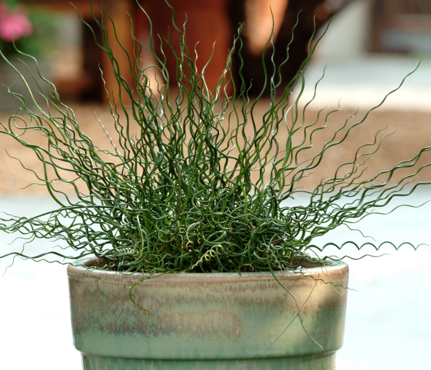 Ornamental Grass Twister (6" orange pot)