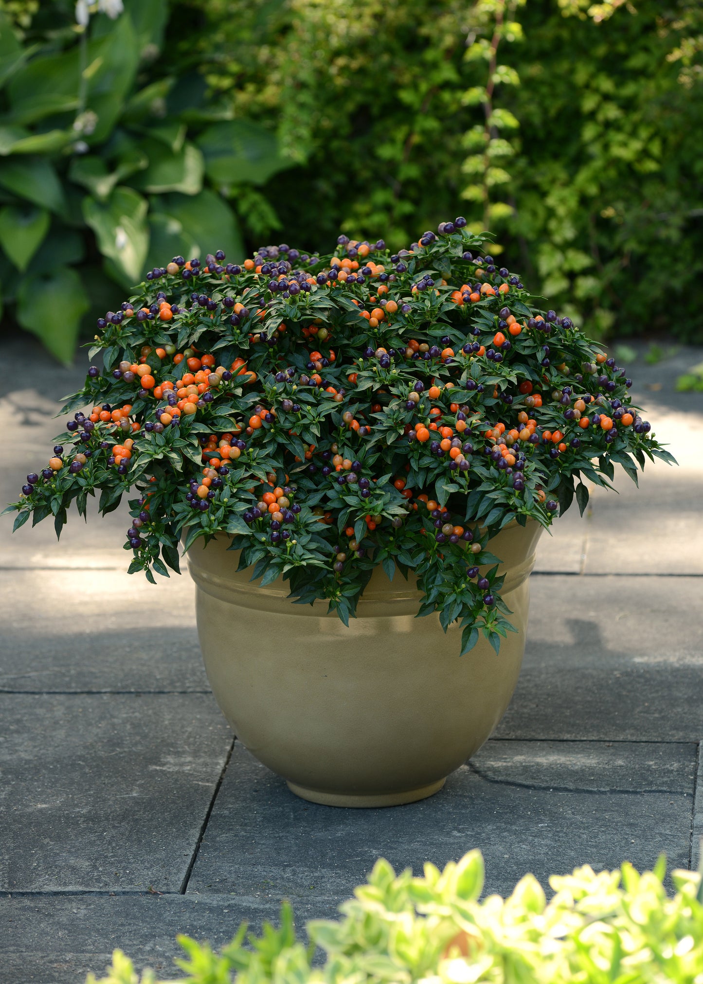 Hot Pops Purple Series Ornamental Peppers