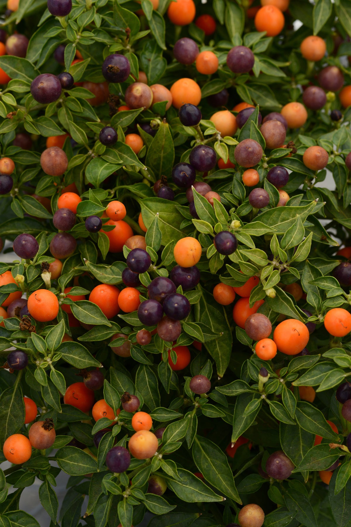 Hot Pops Purple Series Ornamental Peppers