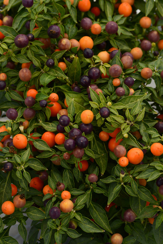 Hot Pops Purple Series Ornamental Peppers