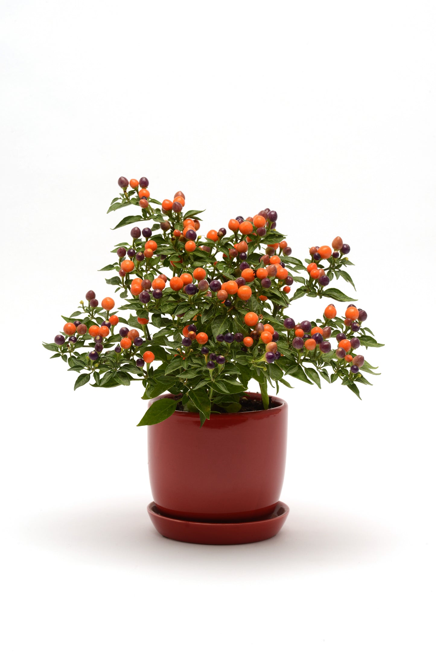 Hot Pops Purple Series Ornamental Peppers