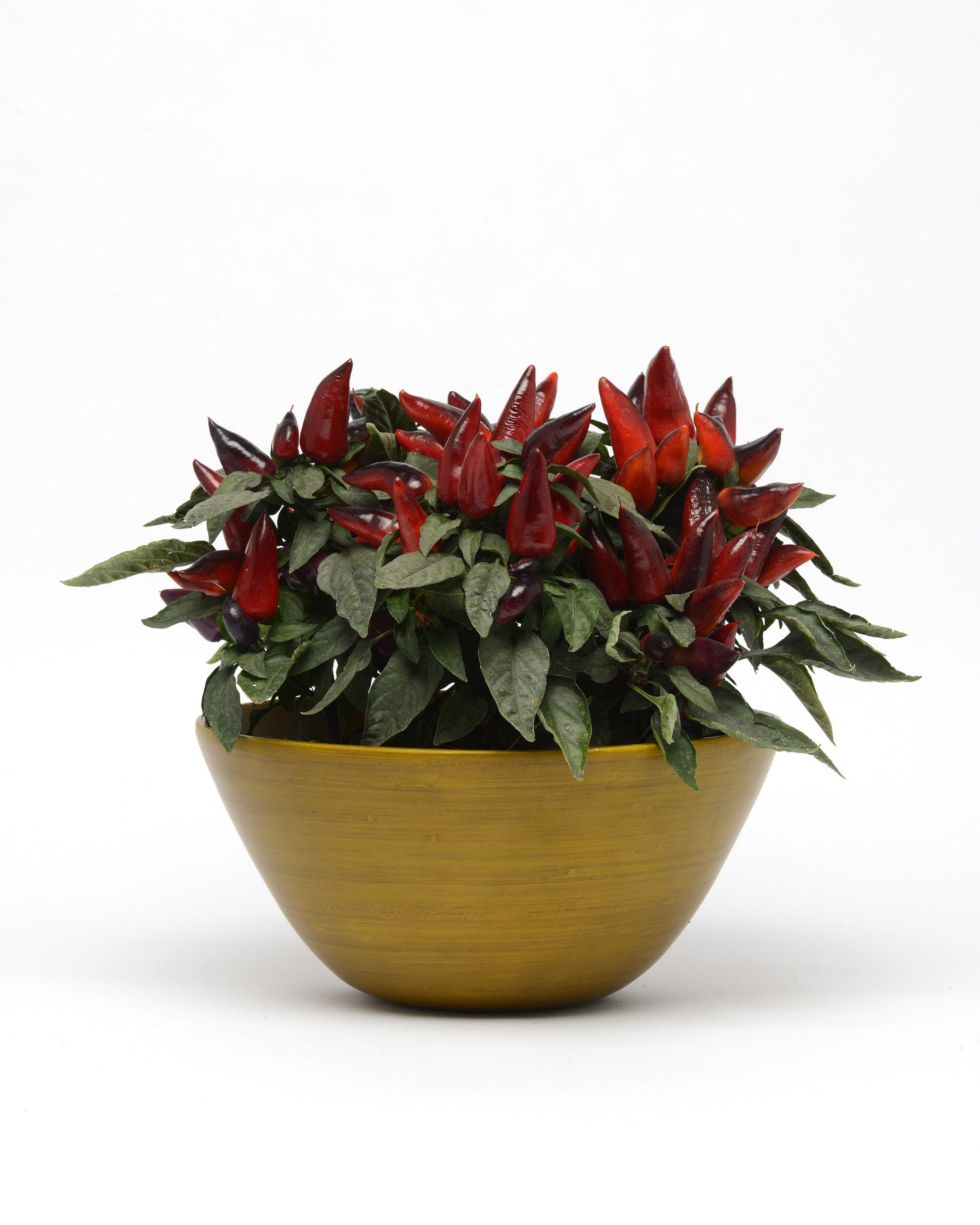 Wicked Ornamental Peppers