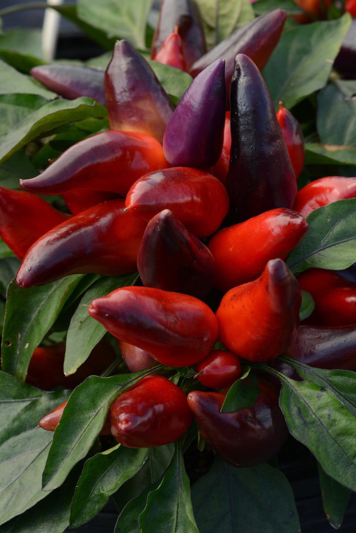 Wicked Ornamental Peppers