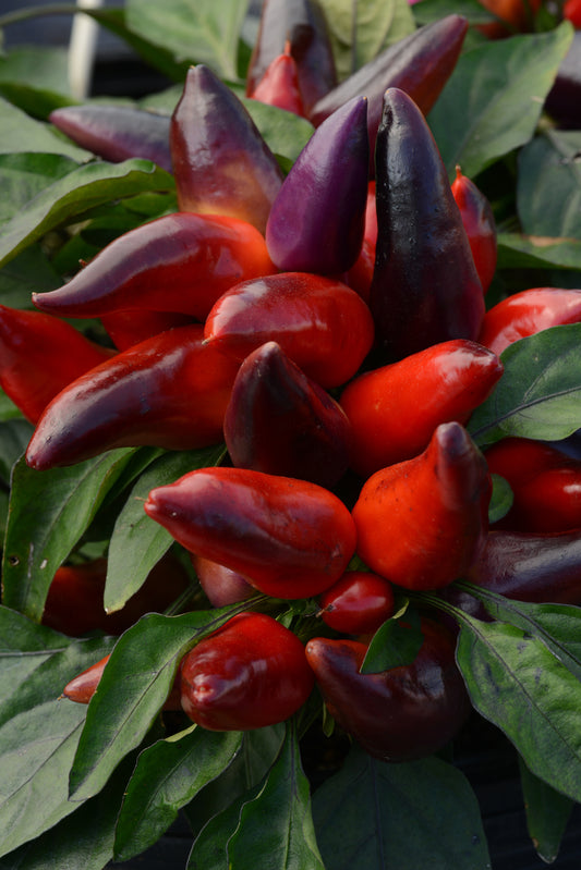 Wicked Ornamental Peppers