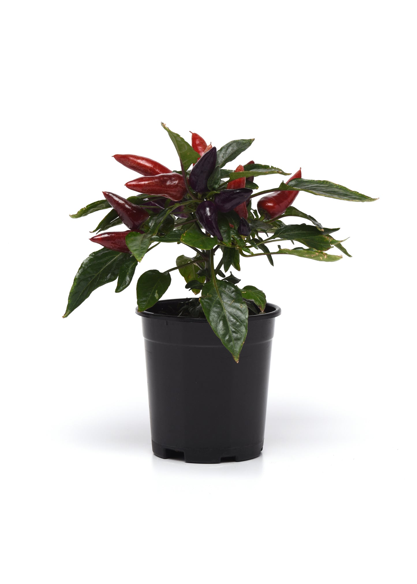 Wicked Ornamental Peppers
