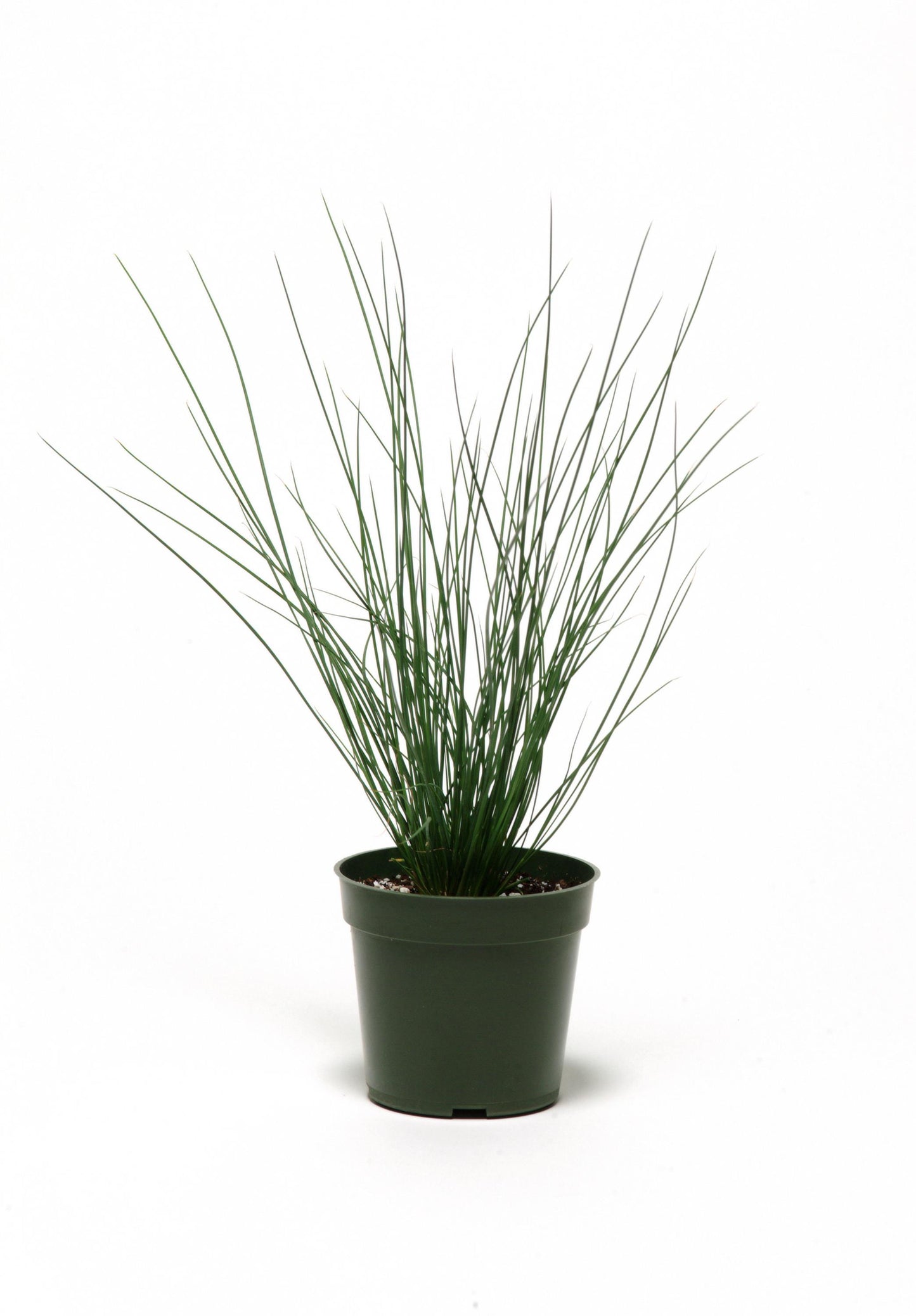 Ornamental Grass Blue Dart (6" orange pot)