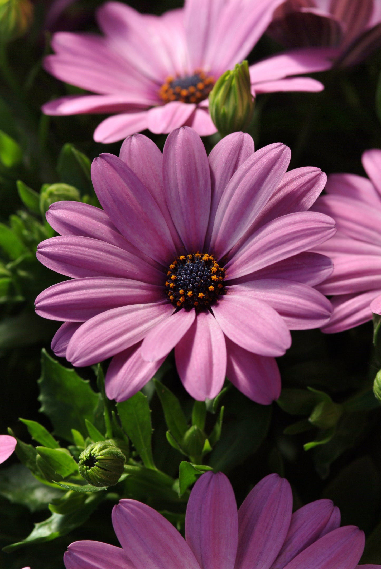 Osteospermum Serenity Pink (5" orange pot)