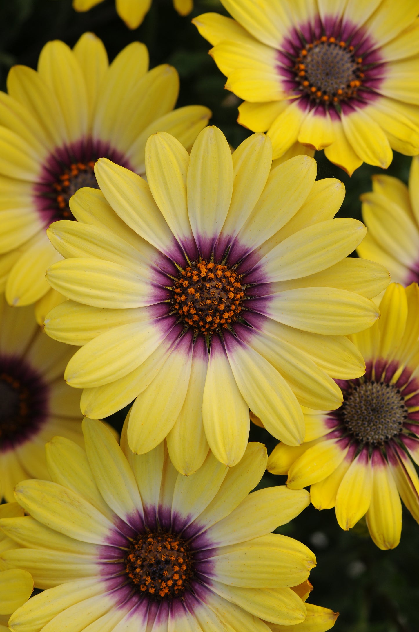 Osteospermum Blue Eyed Beauty (5" orange pot)