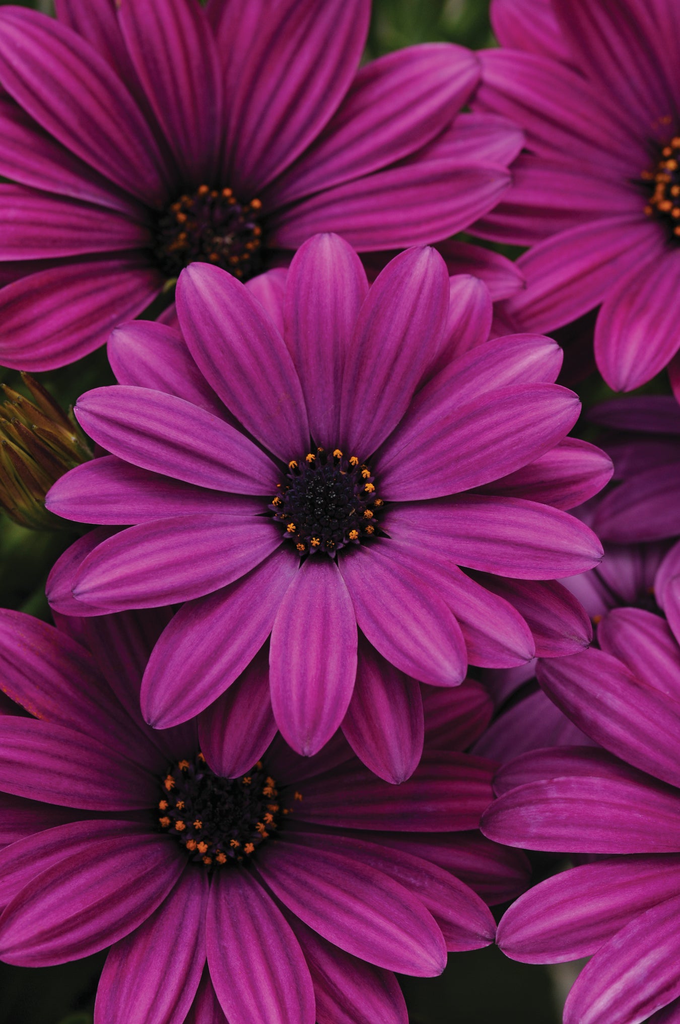 Osteospermum Purple (5" orange pot)