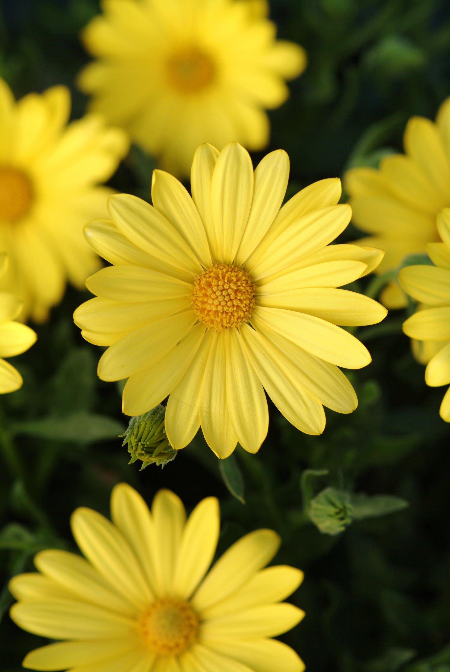 Osteospermum Voltage Yellow (5" orange pot)