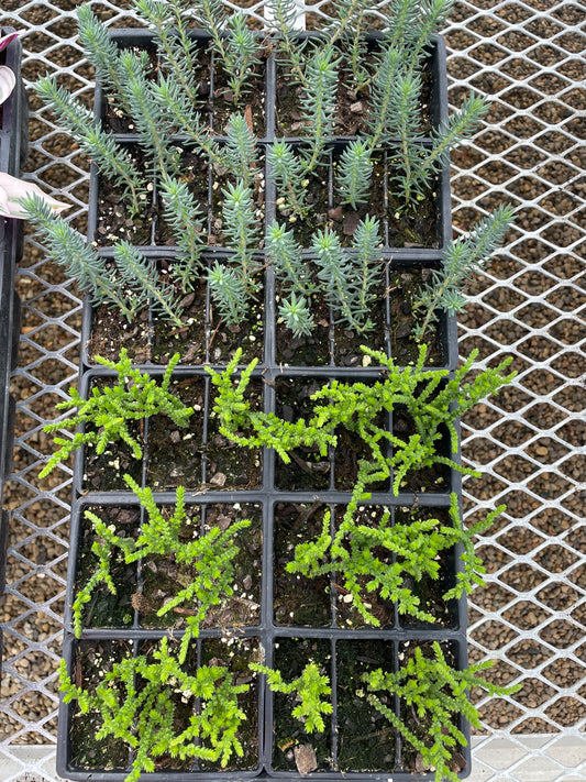 Outdoor Patio Succulents (5" pot)