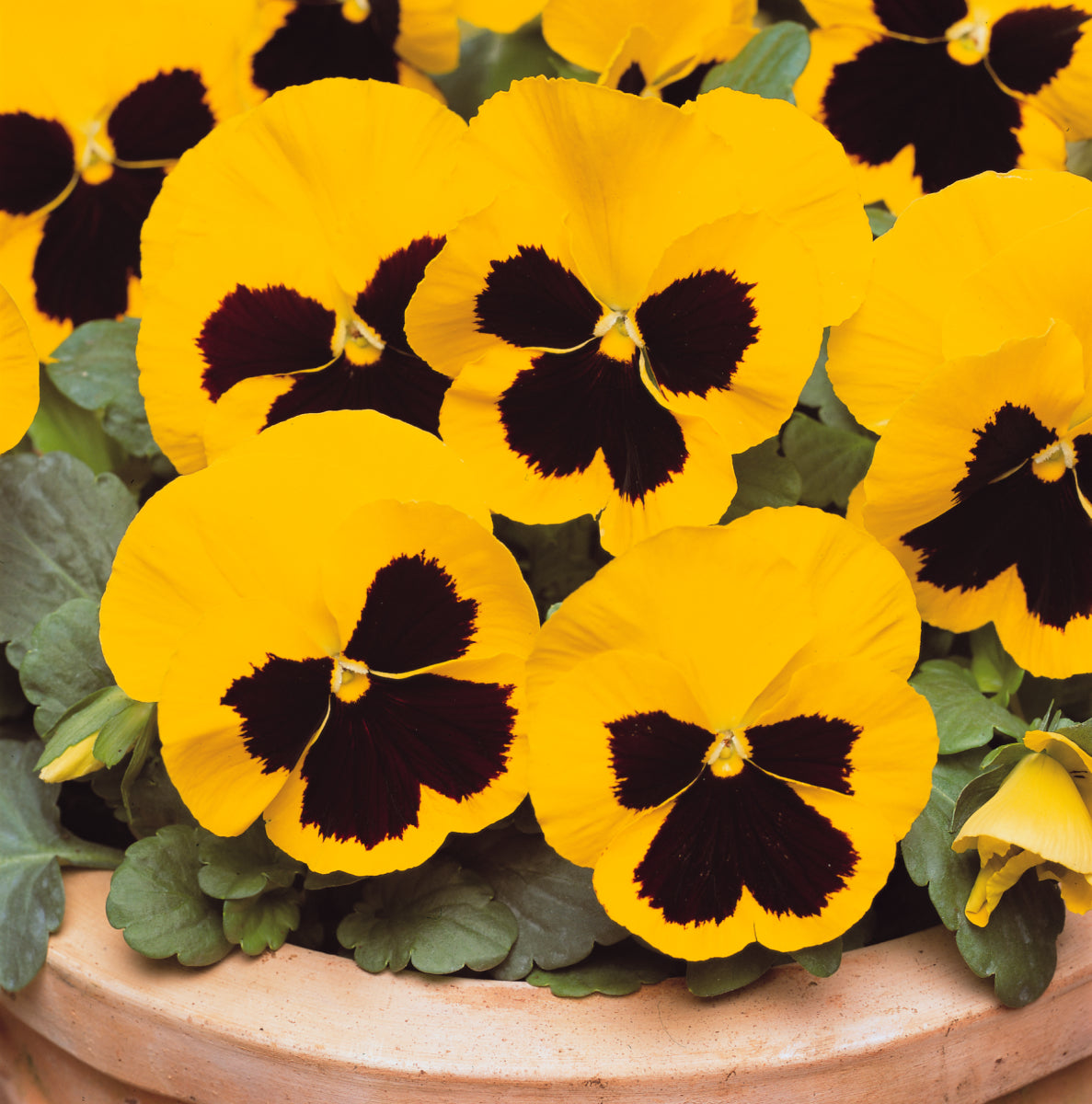 Pansy Matrix Yellow Blotch (3-pack)