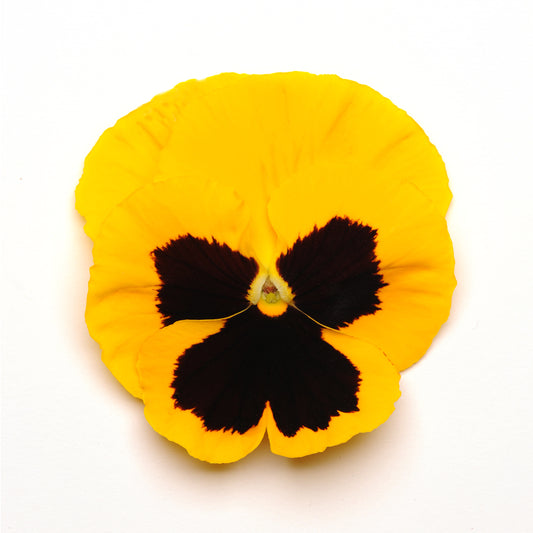 Pansy Matrix Yellow Blotch (3-pack)