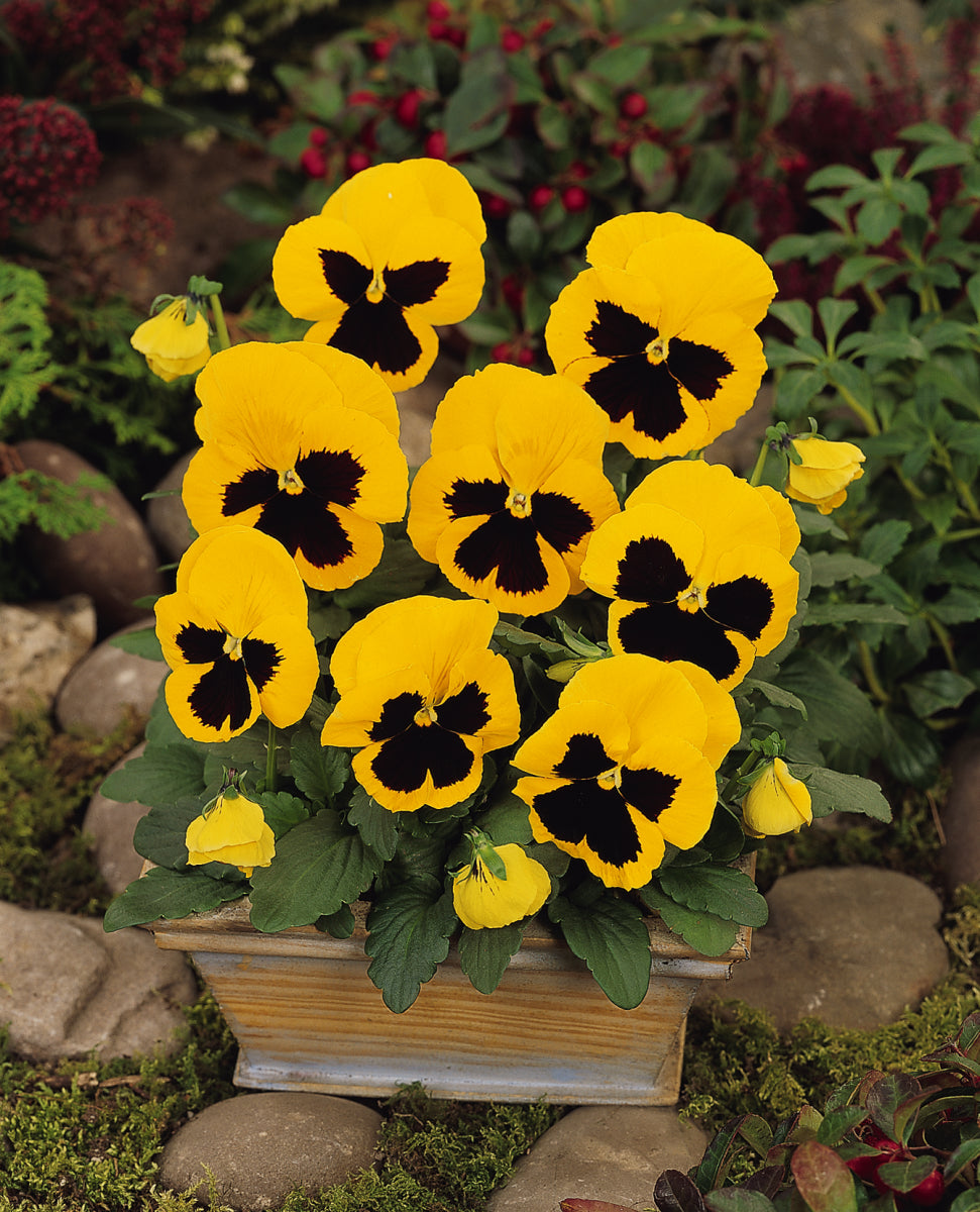 Pansy Matrix Yellow Blotch (3-pack)