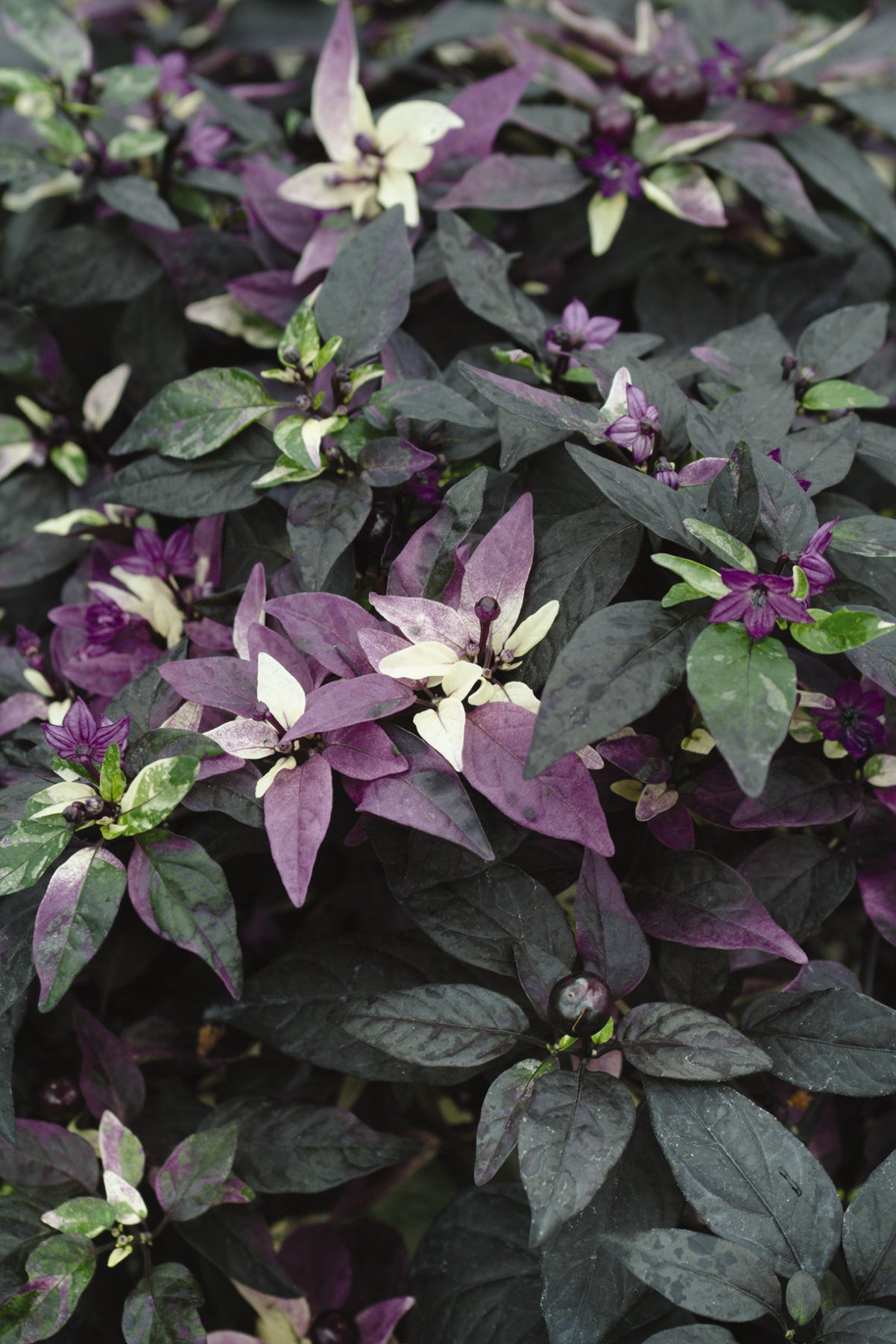 Purple Flash Ornamental Peppers