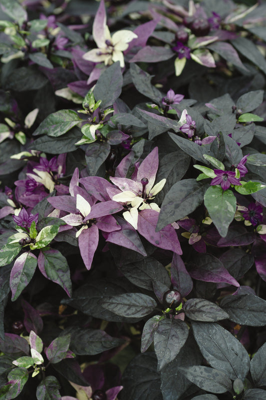 Purple Flash Ornamental Peppers