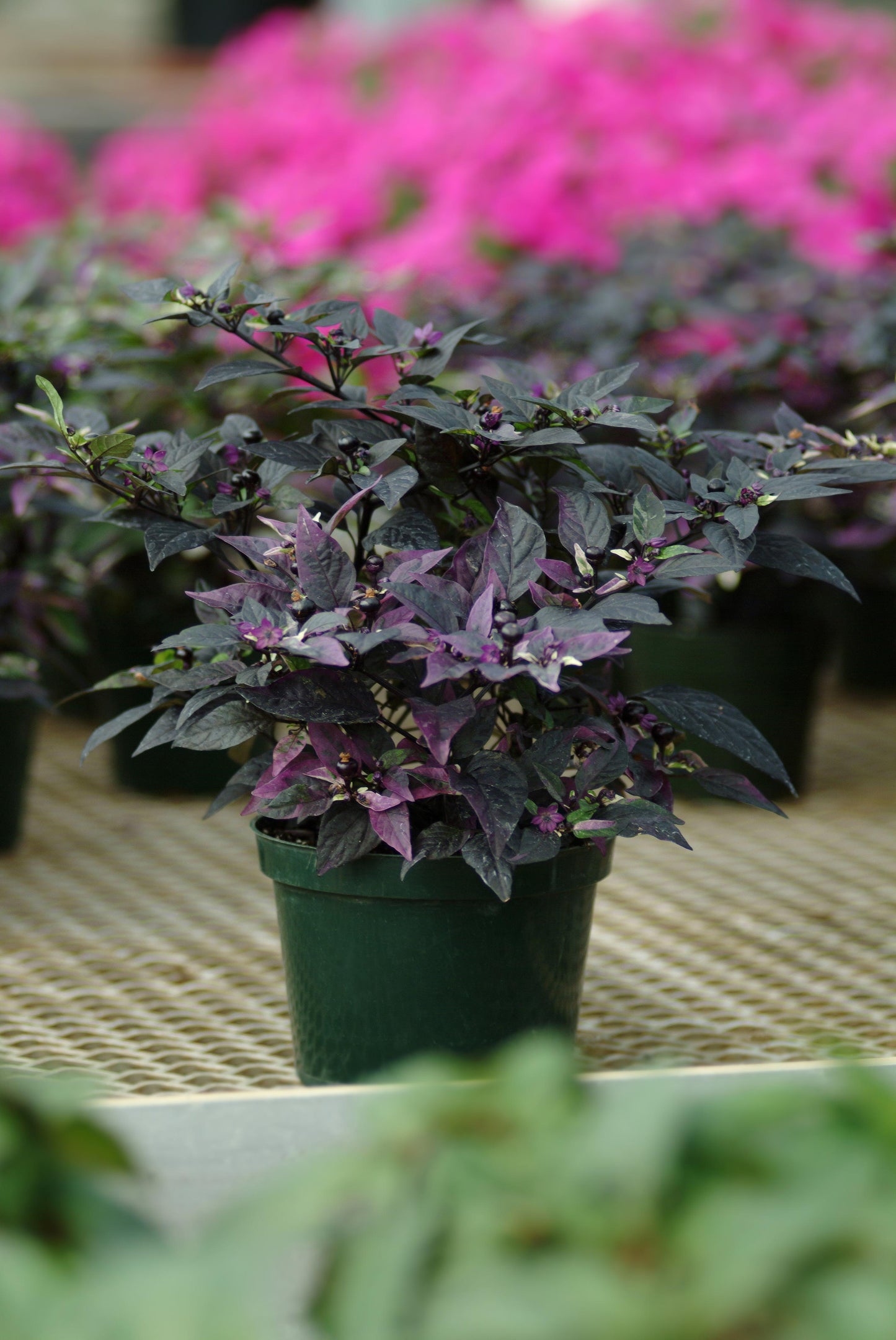Purple Flash Ornamental Peppers