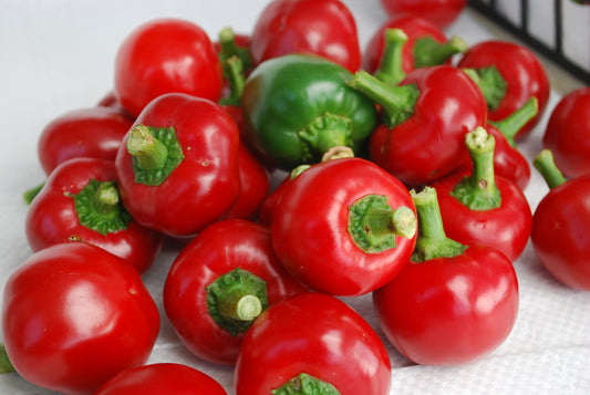 Pepper Red Hot Cherry (3-pack)