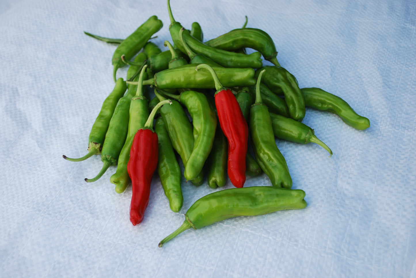 Pepper Shishito (3.5" pot)