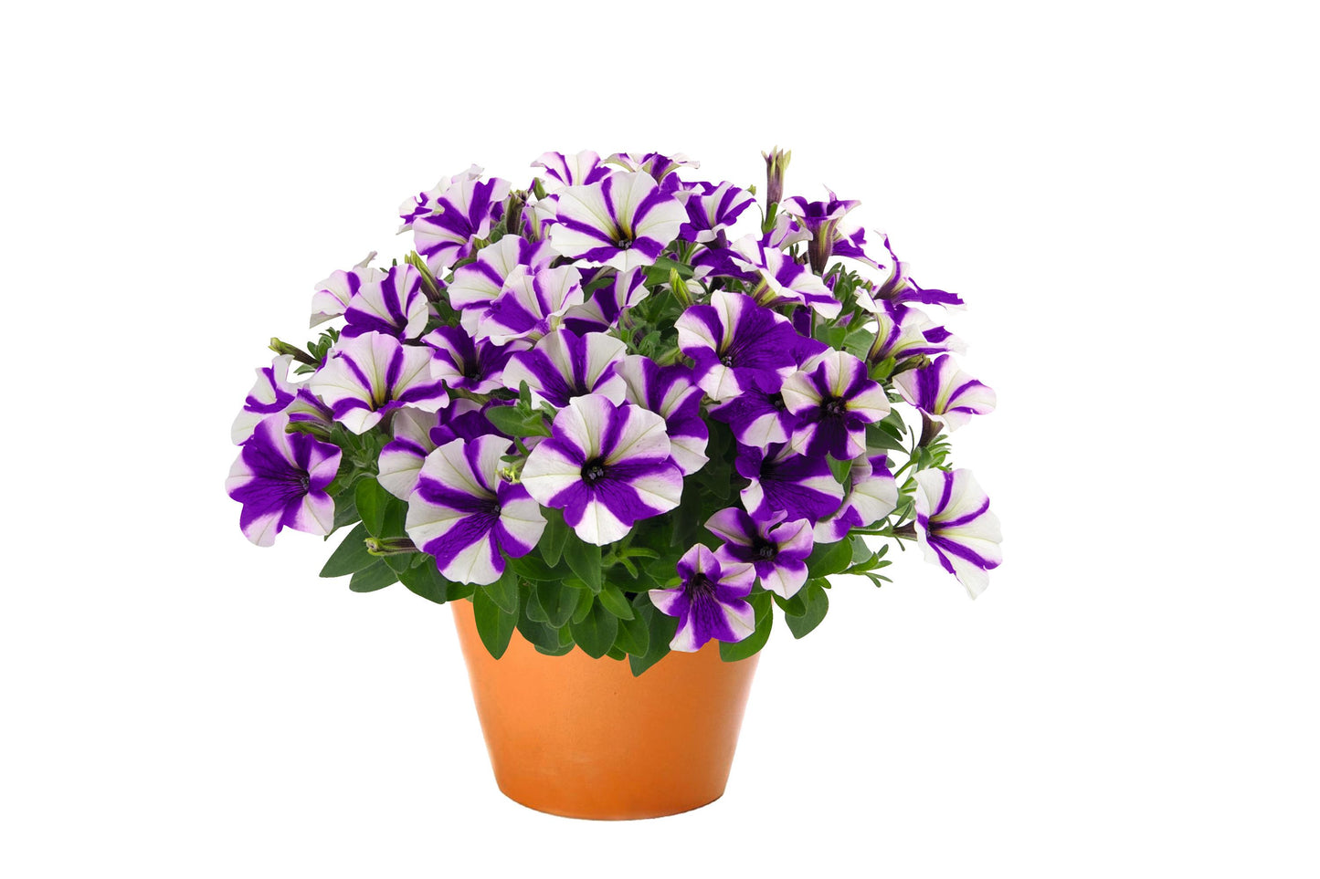 Petunia Sweetunia Windmill Blue (5" pot)
