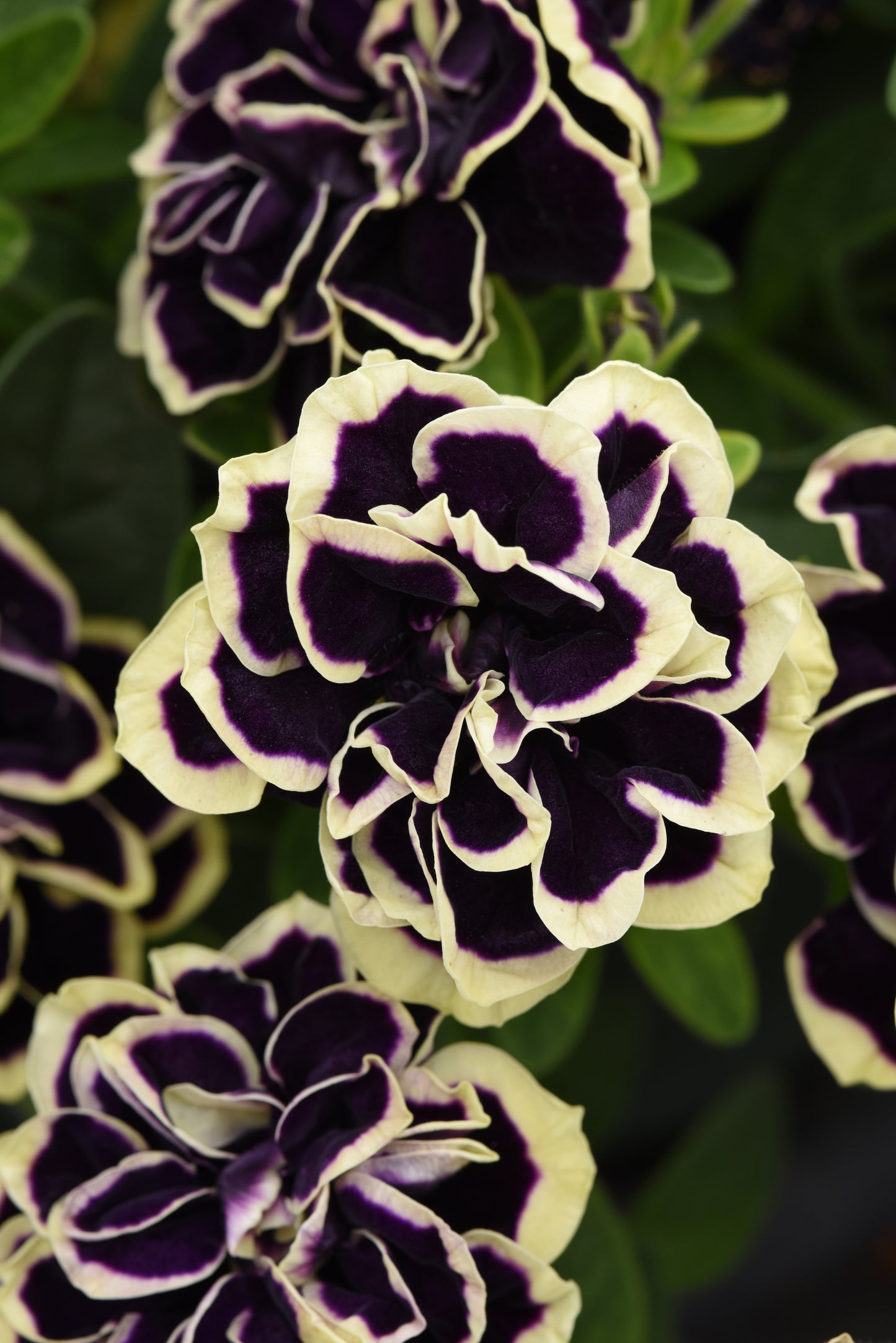 Petunia Midnight Gold (5" pot)