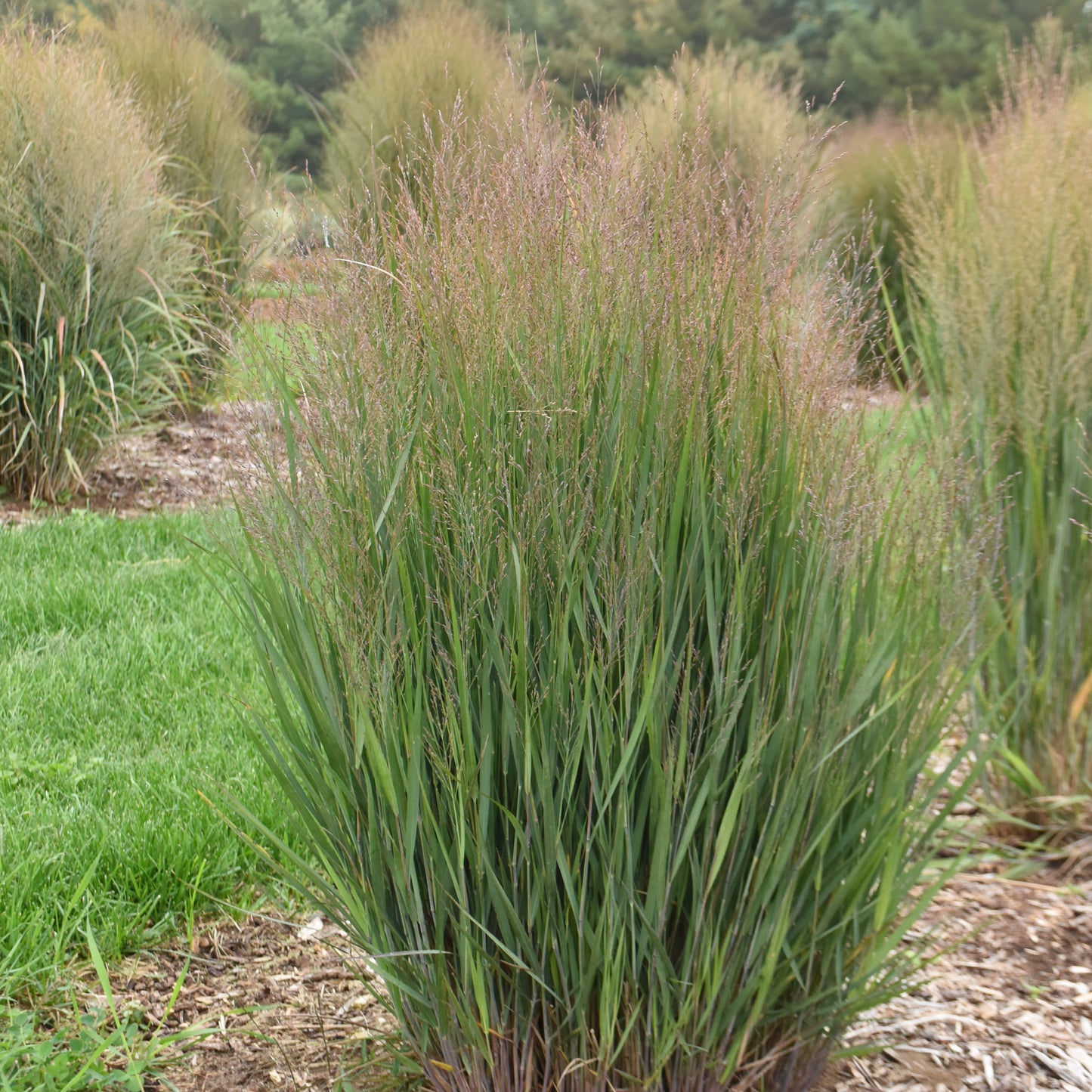 Grass Panicum Half Pint (6.5" tall pot)