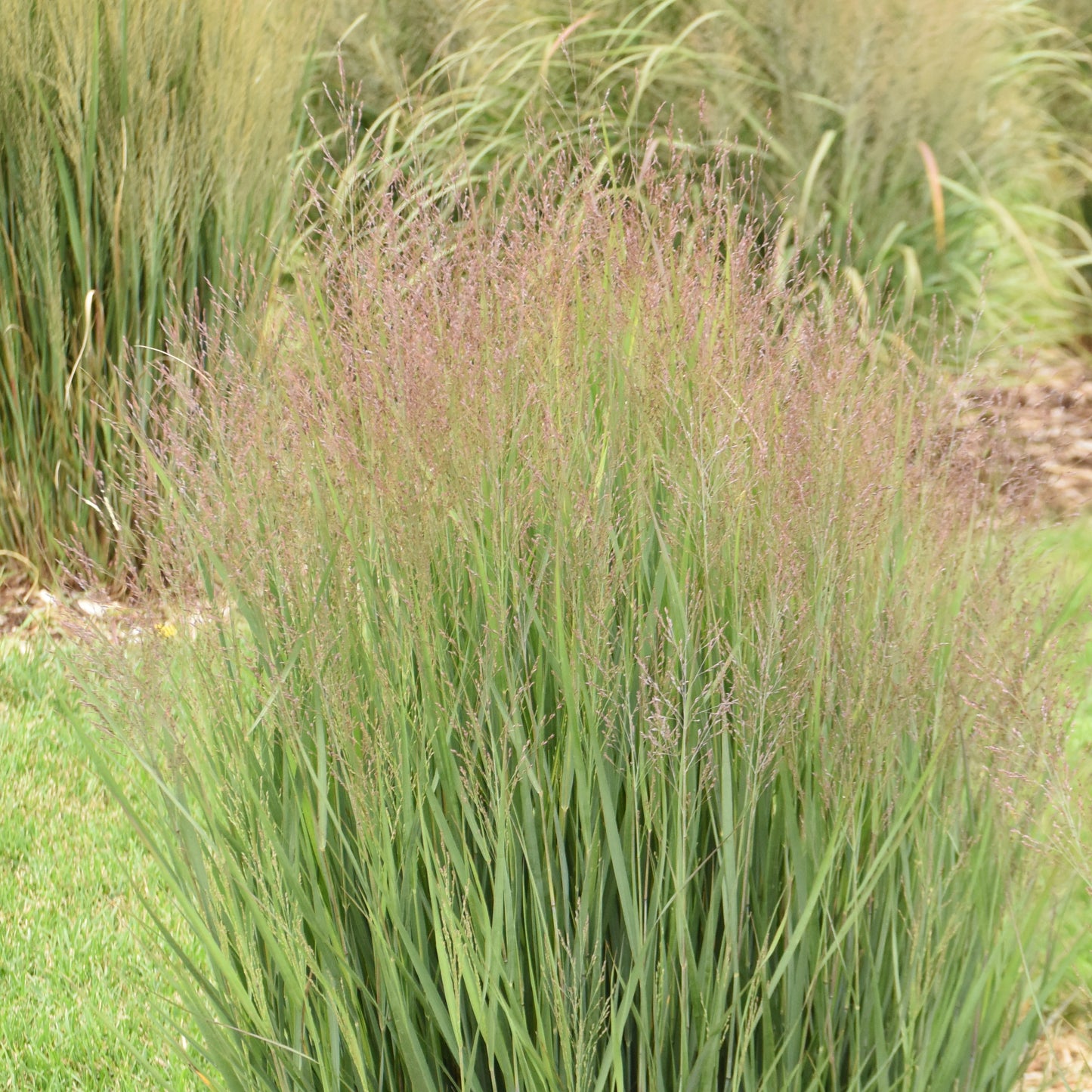 Grass Panicum Half Pint (6.5" tall pot)