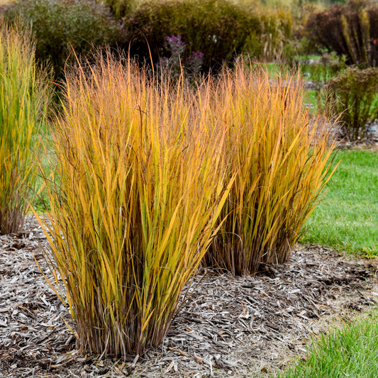 Grass Panicum Half Pint (6.5" tall pot)